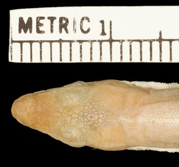 Media type: image;   Herpetology R-156204 Aspect: head dorsal